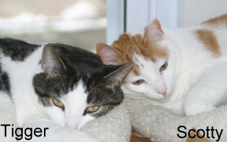 Tigger_and_Scotty_000502